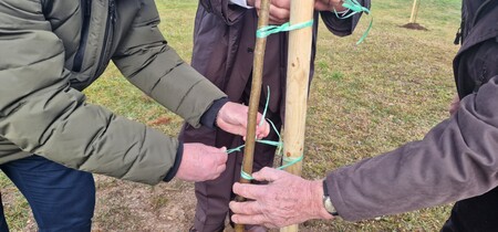 Mirna - posadili so lipe, foto Lapego (4)